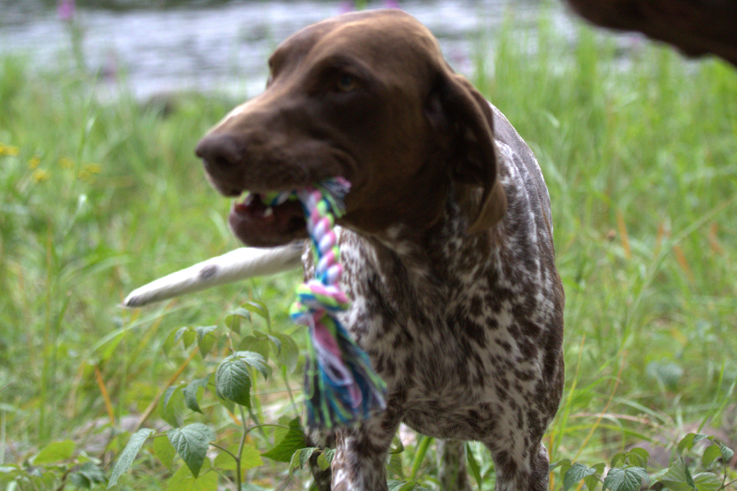 Hund repleksak från bomull 26x4 cm