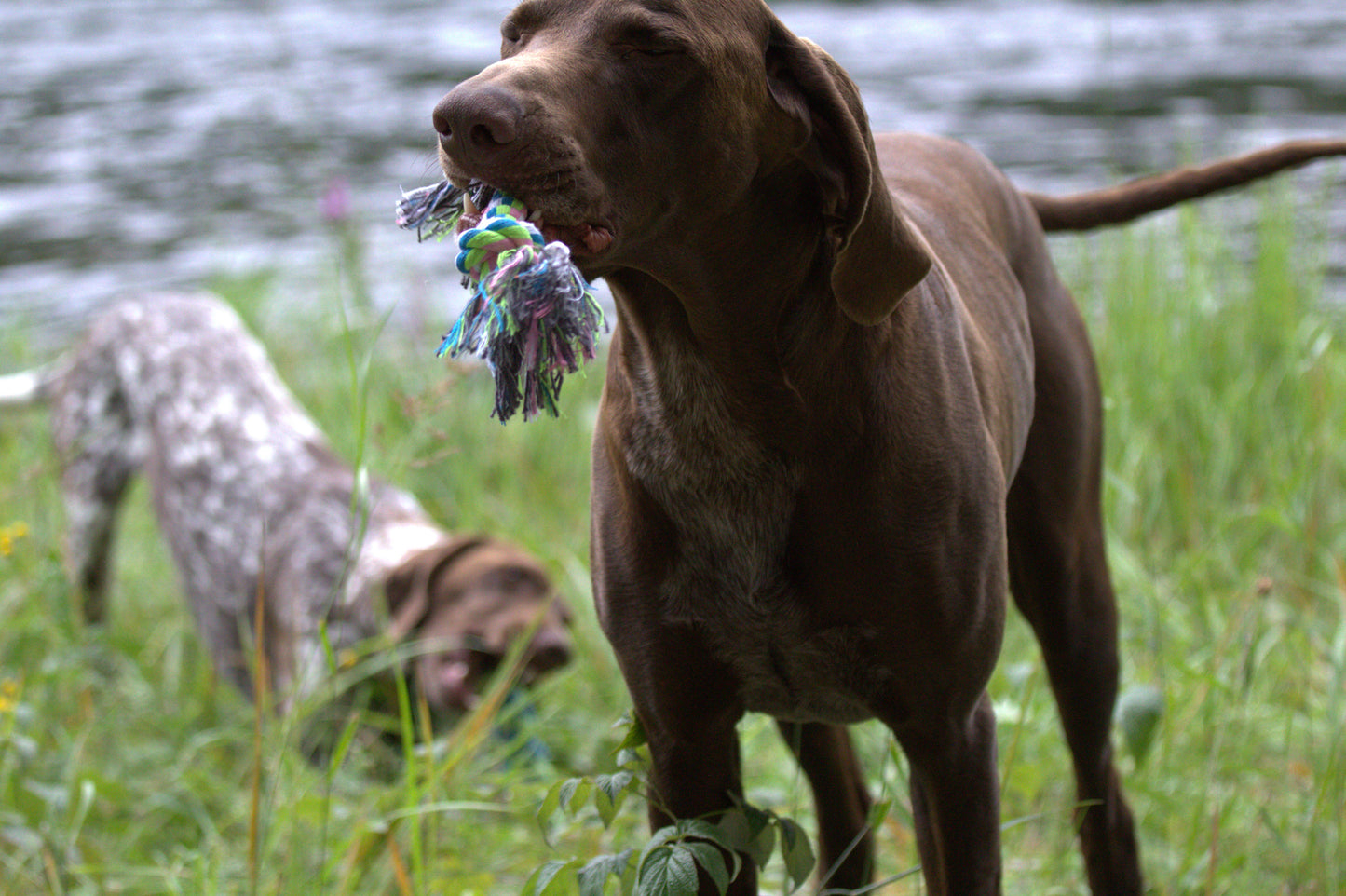 Hund repleksak från bomull 26x4 cm