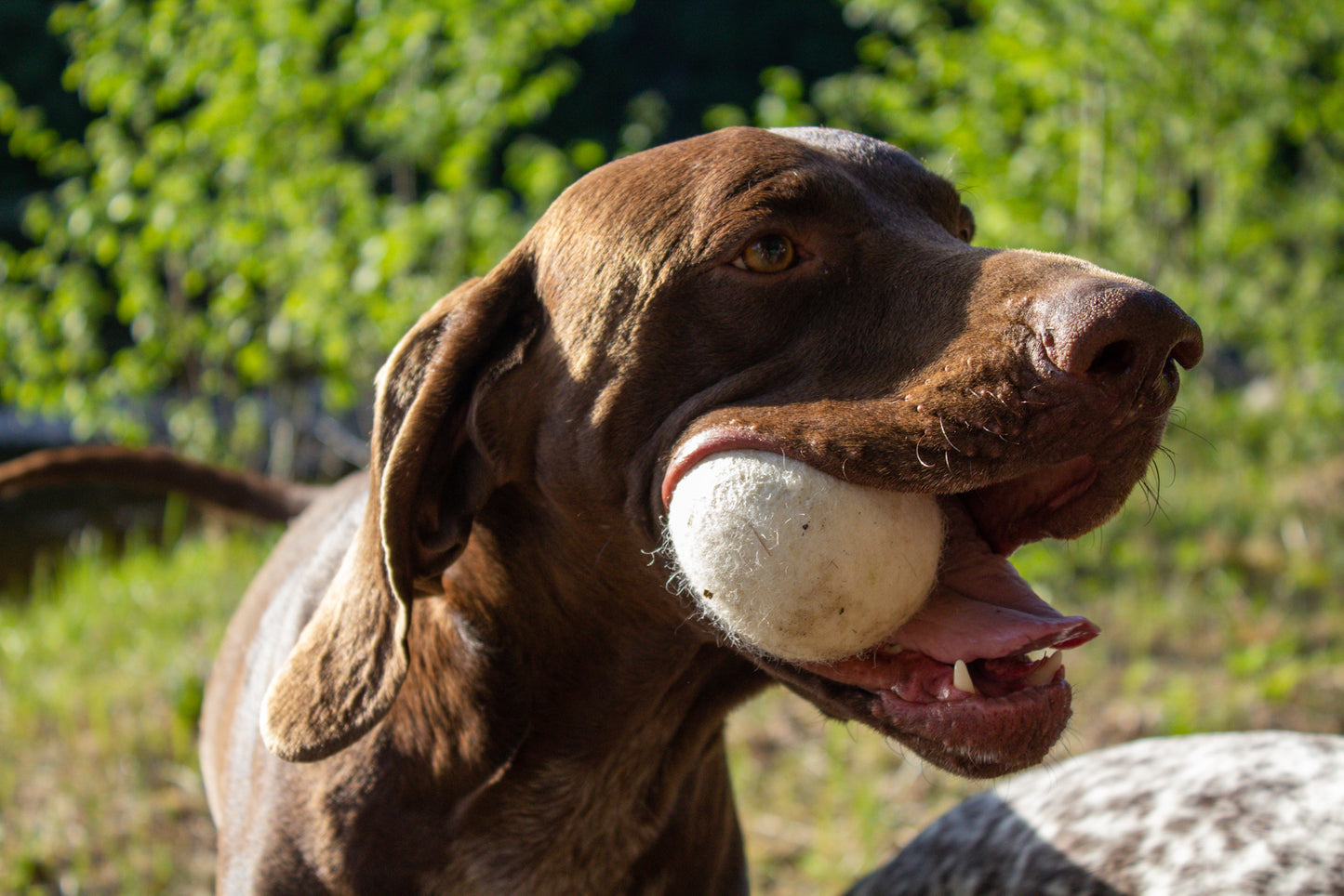 Hundboll 2st 100% Ull Ø7cm - Naturlig & Handgjord!